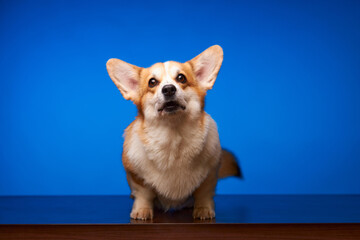 A happy Welsh Corgi Pembroke dog is isolated against a colorful blue background. The dog barks and looks at the camera waiting for a treat. The concept of canine emotions. Advertising space.