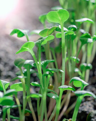 radish