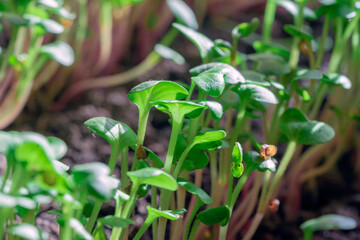 A bunch of radish microgreens growing on a garden bed. The concept of healthy food from fresh garden products grown organically as a symbol of health and natural vitamins. Microgreens close-up.