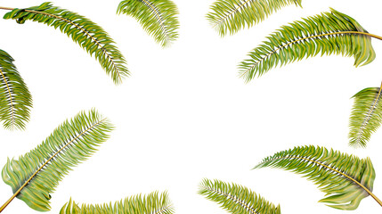 Fototapeta na wymiar Palm tree leaves, 3d render. Palm tree branch isolated on a white background, copy space. Tropical background, frame.