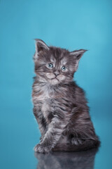 Maine Coon Kitten on a blue background. cat portrait in photo studio