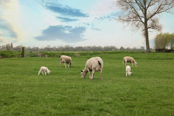 Fototapeta na wymiar Cute funny sheep grazing on green field