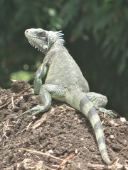 Portrait d'un iguane vert dans la nature