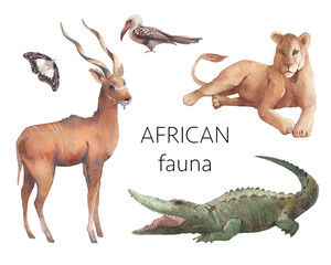 Watercolor african fauna illustration. Hand drawn set of animals isolated on white background: antelope kudu, butterfly, lioness, toco bird, crocodile