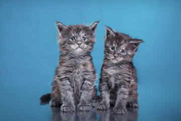 Naklejka na ściany i meble Maine Coon Kitten on a blue background. cat portrait in photo studio
