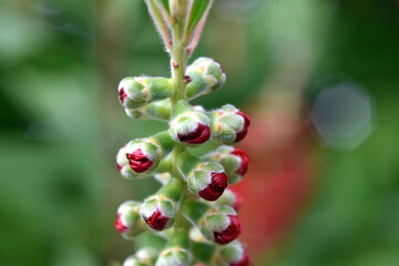 Zweig eines Karminroten Zylinderputzers im Frühling