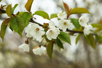 Blossoming cherry tree outdoors on spring day, closeup