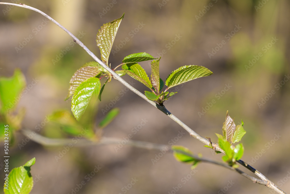 Wall mural Growing young leaves on tree branch in spring sunny day on blurred background.