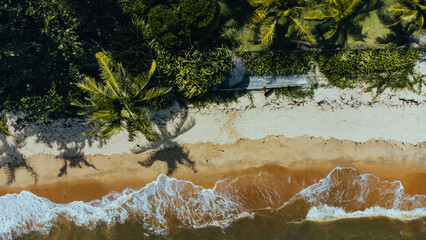 Tropical Beach Nature Palm Threes Brasil Atlantic Rain Forest South Bahia Brazil  © Pedro