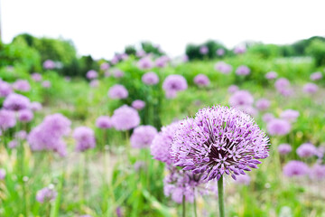 Many round purple flowers in the meadow, among the green bushes and grass. High quality photo