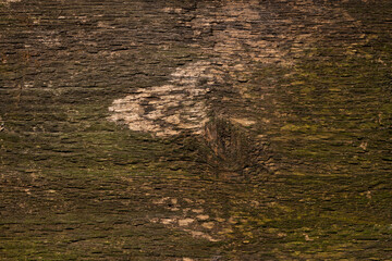 Brown wood background. Wooden plank of a tree trunk close-up with roughness, cracks, signs of aging and uneven coloring