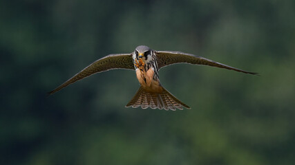 Eurasian hobby catching an insect