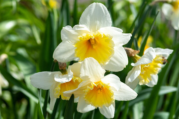 Beautiful white and yellow blooming narcissus in the park on a flower bed close-up	