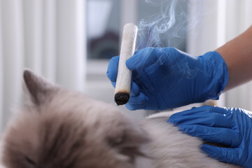 Veterinary holding moxa stick near cat in clinic, closeup. Animal acupuncture treatment - obrazy, fototapety, plakaty