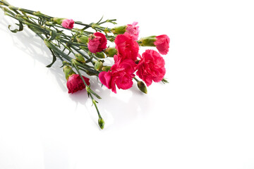 Branch pink carnation flowers isolated on white background