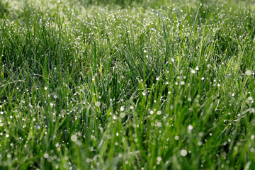 Beautiful bright green grass covered with morning dew