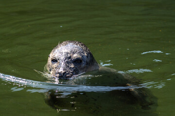 Photogenic seal 