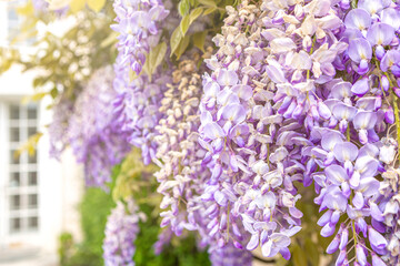 Close-up of a wisteria climbing plant growing at a wall