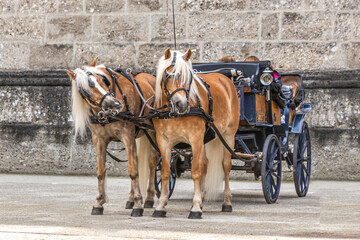 Fototapeta na wymiar Portrait of a horse carriage with haflinger horses at the cathedrale square in Salzburg, austria, in early spring