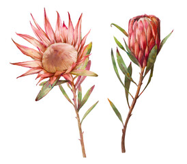 Watercolor protea flowers. Set of hand painted exotic natural elements isolated on white background. Botanical clip art - 502825993
