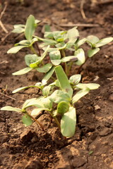 sunflower plant grows in spring on the ground close-up selective focus