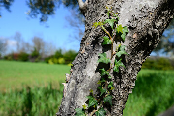 Twig with green leaves growing on tree trunk outdoors