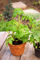 tomato seedlings in a pot made of natural and eco-friendly coconut shavings material close-up selective focus.