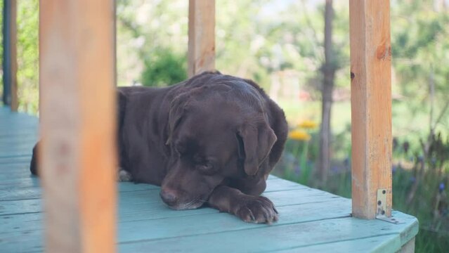 old chocolate labrador is sleeping on the wooden terrace with crossed paws 