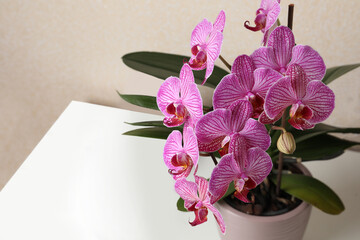 Beautiful pink orchid flower on white table, closeup. Space for text