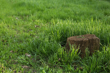 Beautiful view of lawn with tree stump and green grass, space for text