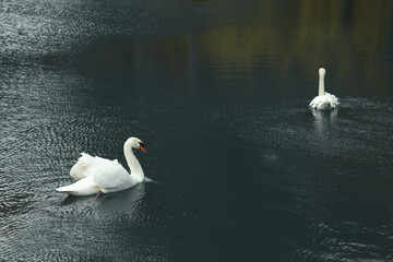 Fototapeta premium Beautiful white mute swans swimming in pond