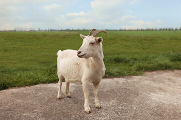 Obraz premium Beautiful white goat on asphalt road in countryside