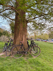 Fototapeta Many bicycles near tree in green park obraz