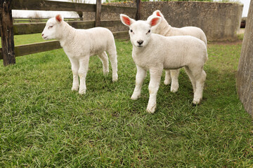 Obraz premium Cute lambs near wooden fence on green field