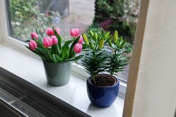Beautiful potted lily and bouquet with pink tulips on white window sill indoors