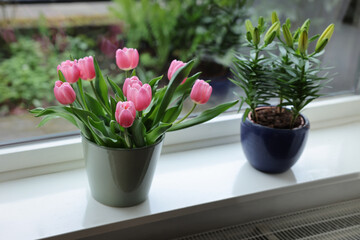 Beautiful bouquet with pink tulips and potted lily on white window sill indoors