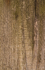 Brown wood background. Wooden board close-up with roughness, cracks and signs of aging