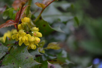 Mahonia 