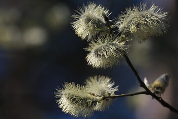 Willow branch with blooming yellow catkins in sunlight against a blue sky. Easter spring background. Copy space.