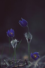 Pulsatilla patens, eastern pasqueflower, spreading anemone. Purple-blue luminous flowers of Pulsatilla patens in springtime outdoors against the backdrop of a dark forest. Vertical.