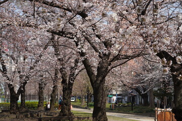 錦糸公園　桜