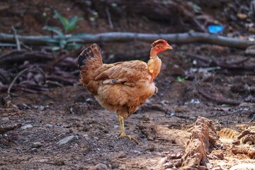 Birds roaming freely on the side of a dirt road.