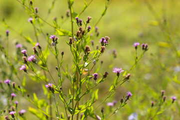 Closeup of creeping thistle flowers with selective focus on foreground