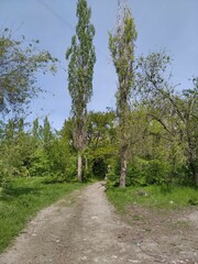 Two poplars against the background of blue sky