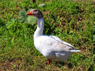 A beautiful duck walking across the lawn.