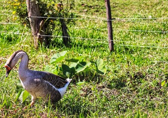 A beautiful duck walking across the lawn.
