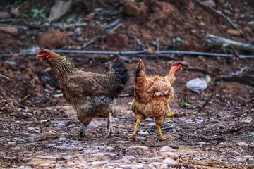 Birds roaming freely on the side of a dirt road.