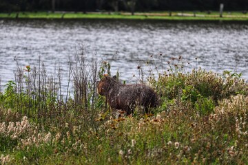 A capybara found in the Tupancy Municipal Natural Park in Arroio do Sal in Rio Grande do Sul, Brazil.