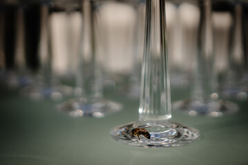 row set of empty wineglasses in restaurant bar