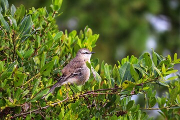 A beautiful bird on top of a tree branch.